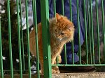 IL suo gatto